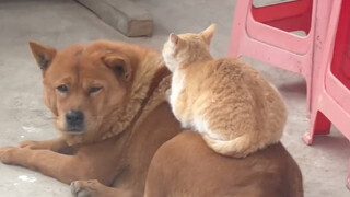 قط فاخر! كلب فاخر!