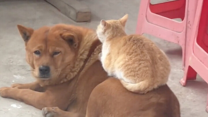 แมวไฮโซ! หมาไฮโซ!