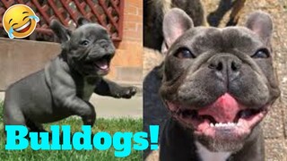 💥The Funniest Bulldog And Cutest French Bulldog😅😜of July | Funny Animal Videos💥👌