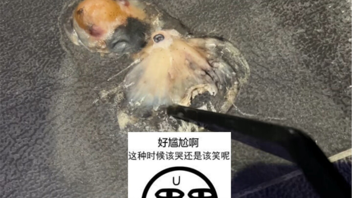 Gurita Cincin Biru melarikan diri dari penjara… susah banget lepas dari lantai…