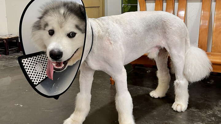 Chó Alaska sau khi cạo lông trông xấu quá, từ nay sẽ không bao giờ cạo lông cho nó nữa!