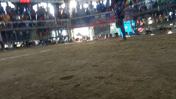 3x winner kiwi lang malakas,