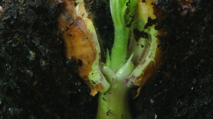 [Quay time-lapse] Sự phát triển của cây lạc