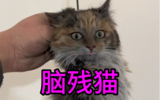 Whoever lost this brain-dead cat, hurry up and take it home!