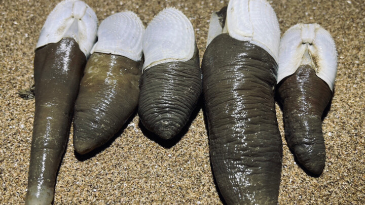 "The Art of Seafood Slicing"