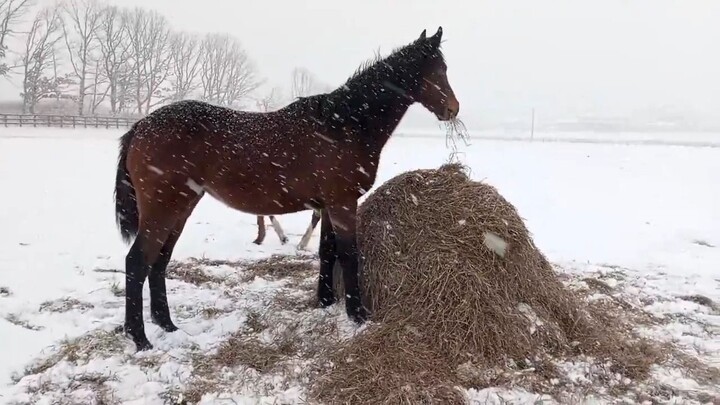 อย่าเล่นกับอาหาร!