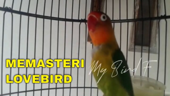 JOS!! LOVEBIRD ini PALING Bisa MEMANCING Lovebird BISU, Kurang dari 1 Menit NYAUT NGEKEK