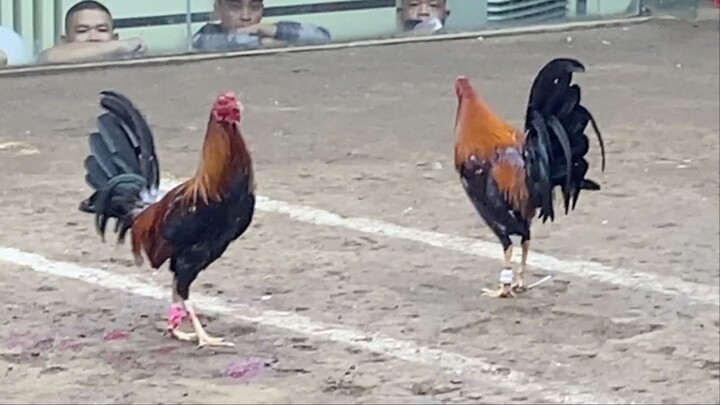 LAZ FIGHT LZ, LUCENA VS CANDELARIA. 55K PARADA 2HITS ULUTAN LCA #SABONGINTERNATIONAL