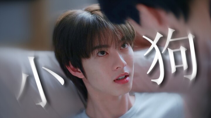 ซินไถผู้น่าสงสาร! ไปเก็บลูกสุนัขแสนติดคนมาตัวหนึ่งจากที่เกิดเหตุ~ ทำยังไงได้ ก็ต้องตามใจมันไปอย่างเด