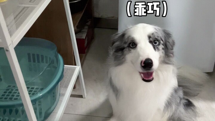 Ritual Berbeda Anjing Gembala Australia Sebelum Mencuri Makanan