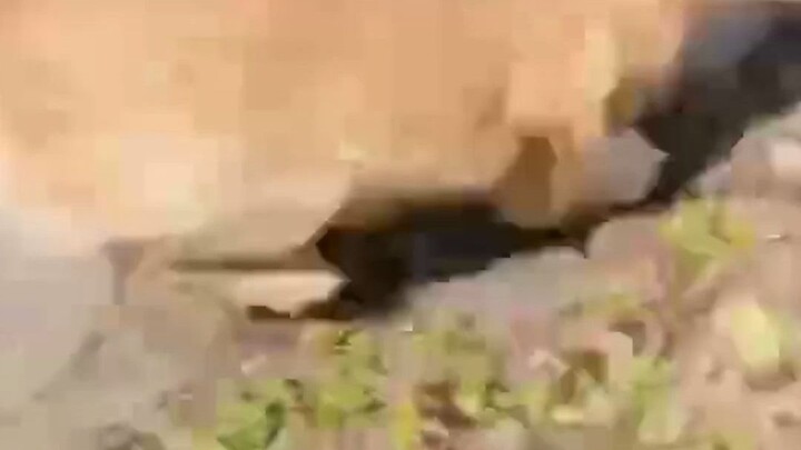 Chú chó Golden vừa đi dạo ngoài về, thế mà mang về một "quả bom nguyên tử"