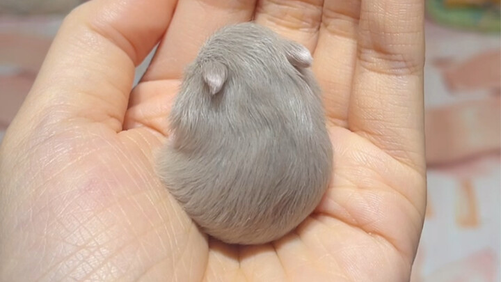 Si kecil yang jatuh waktu cuci muka lucu banget sampai pengen gigit