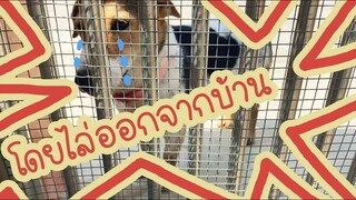 โลกของแสนดี ตอน หนูโดนไล่ออกจากบ้าน!