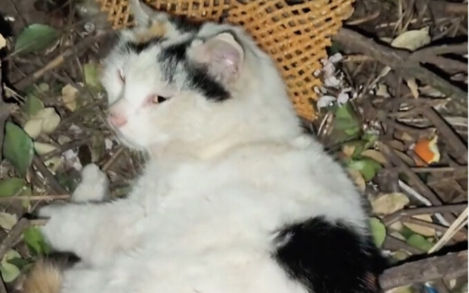 Mèo ôm dân cũng chưa ngủ