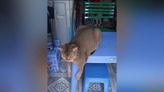 voiceeffects có kiểu ngồi độc nhất nhà 😂.mèo petlove catlove meongocnghech dethuong meocute boiboimeow