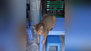 voiceeffects có kiểu ngồi độc nhất nhà 😂.mèo petlove catlove meongocnghech dethuong meocute boiboimeow