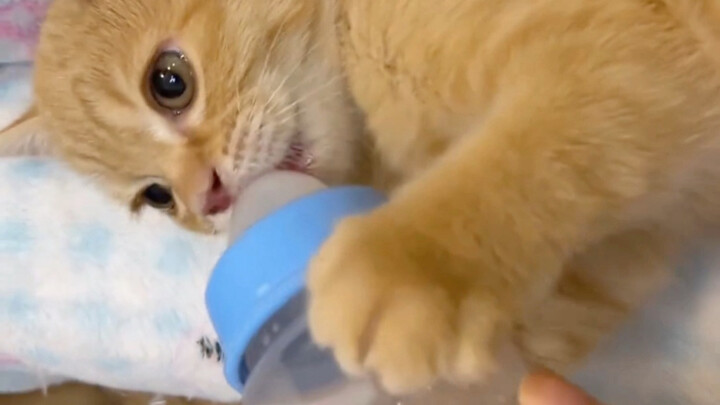 Điều này cũng đã được ghi nhận từ lâu trong phim Tom và Jerry.