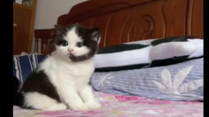 Aku membesarkan petugas layanan pelanggan kecilku