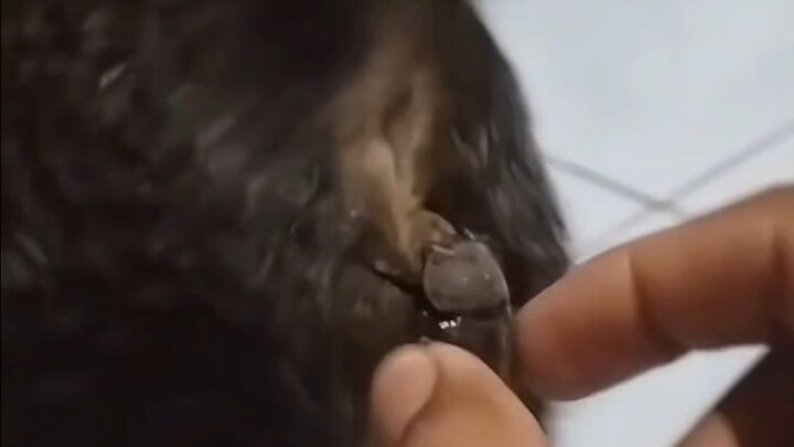 ภัยพิบัติครั้งนี้ของเหมาเอ๋อร์