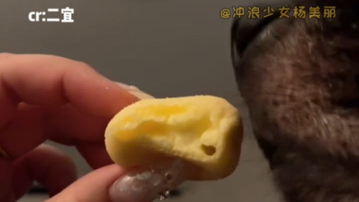Doggy: Mom must be lifting it up to let me eat—so much love for Mom!!