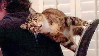 😁 Funniest 😻 Cats and 🐶 Dogs - วิดีโอชีวิตสัตว์ตลกสุดเจ๋ง 😇