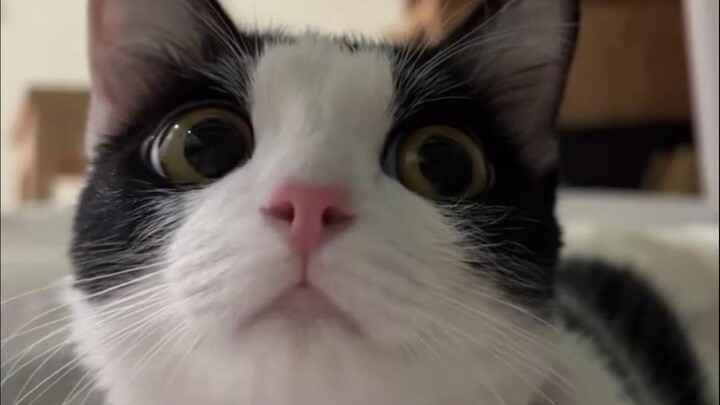 "You guys can't handle it!!" ⑨