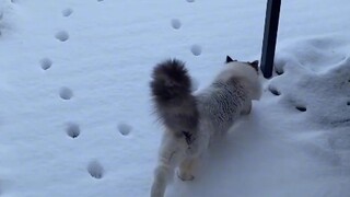 第一只猫：我走的时候也妹你骚啊