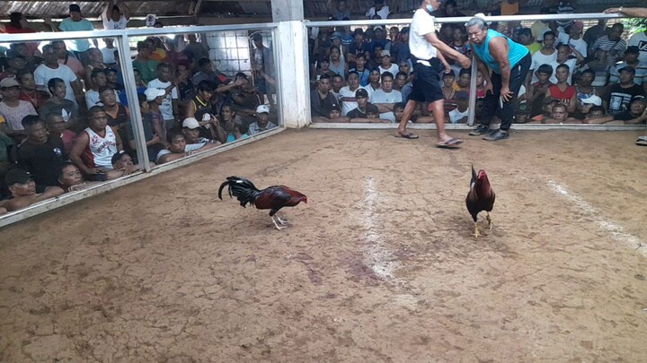 1 COCK ULUTAN FASTEST KILL DEC 14, 2023 URINE KELSO ¼ HATCH (TIME 21.2 sec)