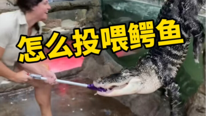 How fun is it when a zookeeper feeds the crocodiles?