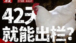 [Food Record] Are there any problems with 5 billion white-feathered chickens being consumed every ye