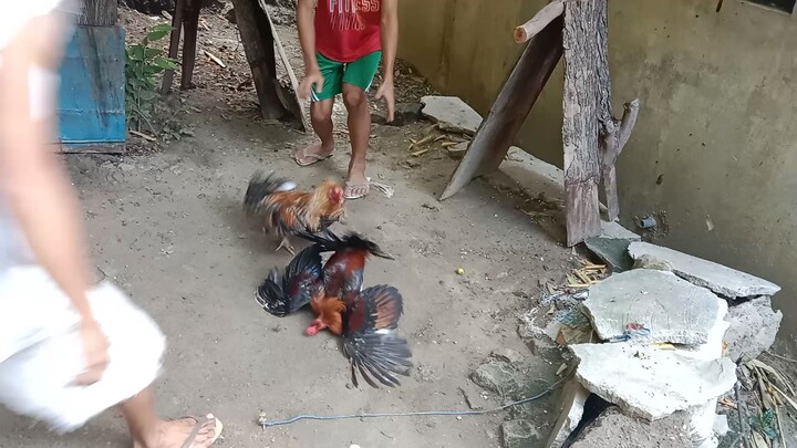 try lang kung pwede na#fyp#sarimanok