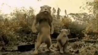 Humans secretly capture precious footage of lions