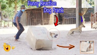 Wow!!! Super Huge Box vs Sleep Dog Prank , Very Funny Reaction Dog Prank