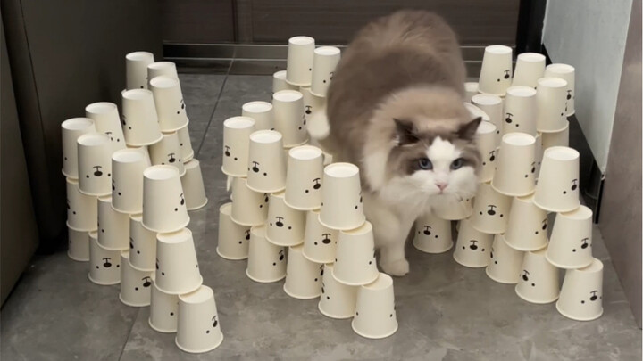 Bagaimana mungkin ada kucing yang kemampuan menghindar rintangannya nol?