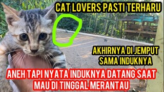 SUBHAN ALLAH INDUK KUCING MENJEMPUT ANAKNYA SAAT MAU DI TINGGAL MERANTAU KE BASECAMP CATS LOVERS TV