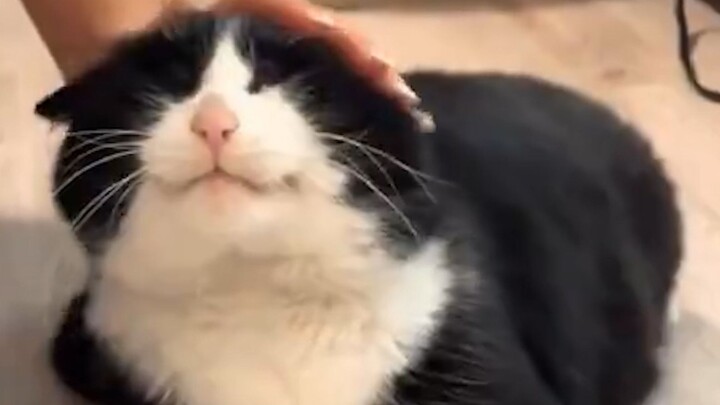“It’s like it knows how cute it is!!!”