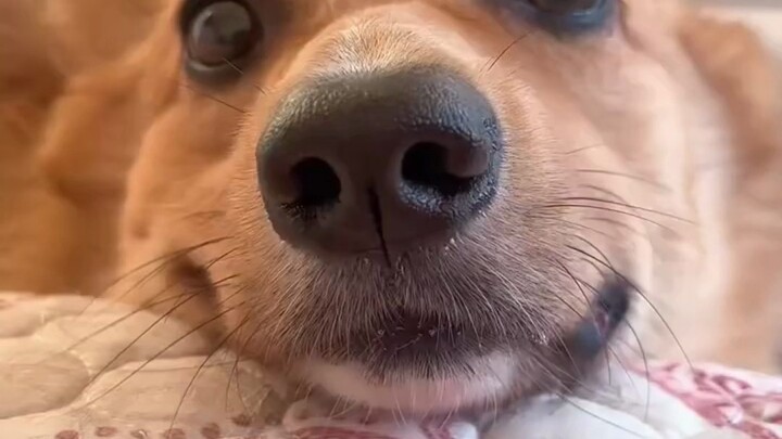 The puppy's endless tricks to act cute! Who could resist cuddling with this little pup?