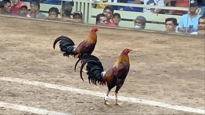 2ND FIGHT 3COCK DERBY ELIMINATION LCA, TRIPLE J VS EL VICENTE 220K PARADA #SABONGWPC BEST FIGHT