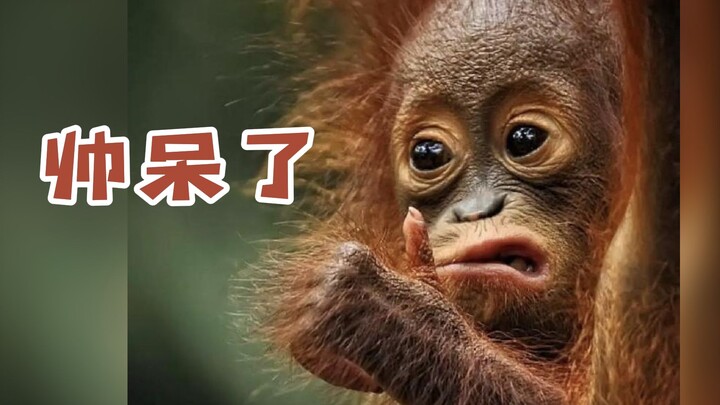 What If Your Boyfriend Was a Red Ape?