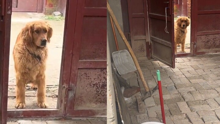 A woman was invited by a village dog to go play while she was eating; the two communicated effortles