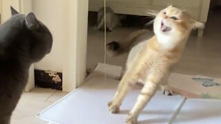 "Be a cat! Be a nervous cat!"