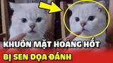 Khuôn mặt HOẢNG HỐT của bé Mèo bị dọa đánh nếu quậy phá 😂 | Yêu Lu