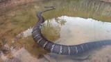 Vô Tình Bắt Gặp Hổ Mang Chúa Khổng Lồ 30kg Ngủ Đông Ra uống nước | King Cobra