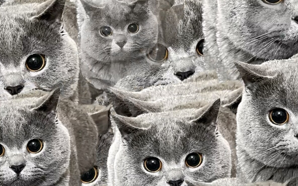 هكذا يرسل مربو الحيوانات الأليفة الرسائل النصية