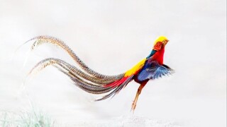 "Do you believe that there are phoenixes in this world?"