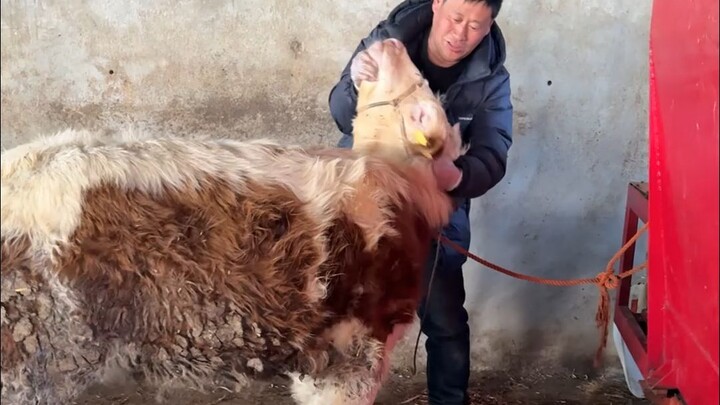 Three Weird Diseases in a Day: Twisted Neck, Blue Pus Discharge, and Limping Legs