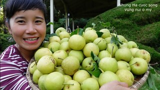 THU HOẠCH NGUYÊN CÂY LÊ NHẬT, ĂN CÙNG CÚN CON DỄ THƯƠNG