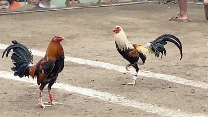 Red VS Talisay, LUCENA VS TAYABAS #SABONG INTERNATIONAL #WPC