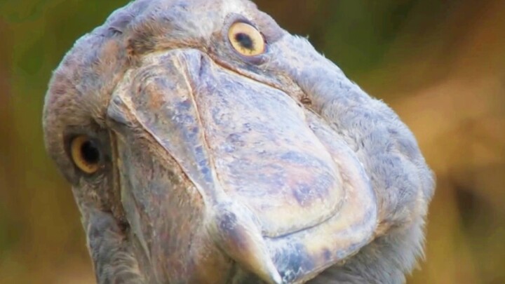 “Tôi rất xấu nhưng tôi rất dịu dàng”