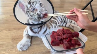 Waktu makan di taman kanak-kanak kucing kecil telah tiba!